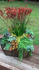 Kangaroo Paw And Succulents Make A Gorgeous Low Water Arrangement By Ana Calderon Succulents Succulent Landscaping Succulent Landscape Design