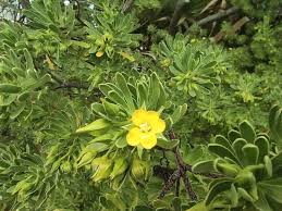 Image result for Surianaceae