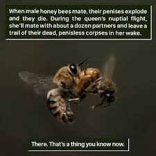 Bee Facts Weird Animal Facts Bee Facts Animal Facts