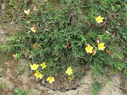 Image result for Menodora