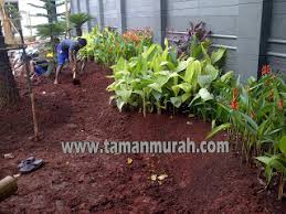 Bunga tasbih (canna sp) ♀, k3+3, {c2+2+1, a1}, g1 4.2. Jual Rumput Paitan Rumput Gajah Biasa Jual Tanaman Hias Murah Tukang Taman Tukang Kolam Minimalis