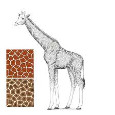 À partir du centre du rectangle, tracez une ligne verticale et une ligne horizontale qui. Comment Dessiner Une Girafe Et Un Motif De Girafe Design Et Illustration Developpement De Sites Web Jeux Informatiques Et Applications Mobiles