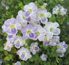 Image result for Asystasia