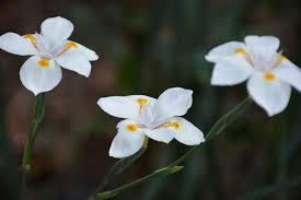 Image result for Dietes flavida