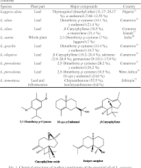 Image result for Laggera crispata