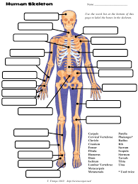 Human Skeleton Chart Template The Science Spot T Trimpe