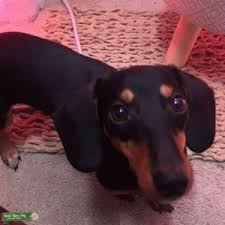 Dachshund for sale near me, cheap dachshund, dachshund puppies for sale cheap, standard dachshund wired haired dachshund, frienly dachshund, adopting. Dachshund Miniature Smooth Haired Stud Dogs Available Now Breed Your Dog