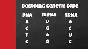Maybe you would like to learn more about one of these? Decode From Dna To Mrna To Trna To Amino Acids Youtube