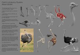 Animal Anatomy Studies Ostrich Biology Art Creature Drawings Ostrich