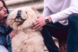 Image result for chow chow