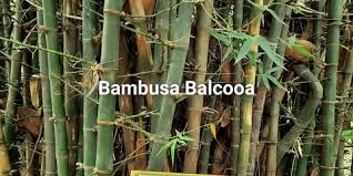 Image result for Bambusa balcooa