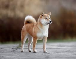 Its his son and a father maybe. 9 Popular Japanese Dog Breeds To Choose From Care Com