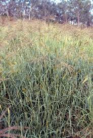 Image result for Chloris gayana