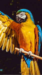 Macaw Parrot Bird 4k Ultra Hd Mobile Wallpaper Macaw Parrot Parrot Bird Amazon Birds