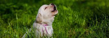 Why Do Dogs Howl Hill S Pet