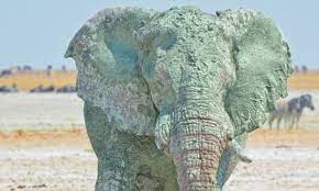 Most major geological events in earth's recent. Grey Is Soooo Last Season Elephants Change Colours By Covering Themselves In Different Types Of Mud Across Namibia Daily Mail Online