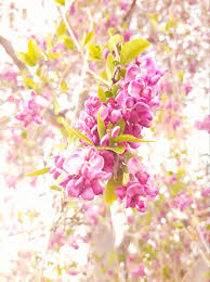 Image result for Syncolostemon elliottii