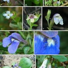 Image result for Hartliella