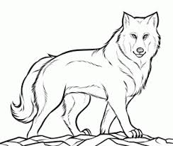 Black And Grey Wolf Drawing How To Draw A Gray Wolf Timber Wolf Step By Step Concept Art Fantasy Free Online Drawing Tutorial Added By Wolf Colors Animal Coloring Pages Wolf Drawing