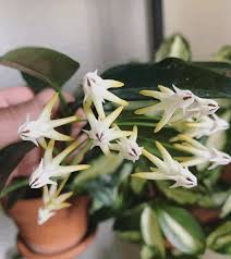 Every time you water your plant it feeds your plant as well. Hoya Multiflora Care The Master Tutorial Plantophiles