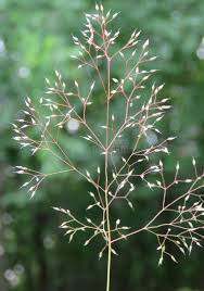 Image result for Eragrostis plana