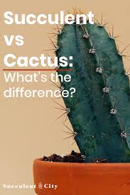 Usually, the two names are used interchangeably but differ scientifically. 10 What S A Cactus Plant Ideas Cactus Cactus Plants Succulents