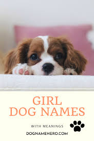 These books contain an alphabetical list of names for both boys and girls, and some books also include the meaning of each name too, so you can pick something that fits your pup perfectly. Female Dog Names Unique Meaning