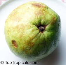 A tropical guava can thrive with very minimal care. 4337 Psidium Guajava Kilo White Guava Kilo White Guava The Fruit Is Very Large Up To A Kilogramm Hence The Va Container Plants Fruit Trees Garden Tropical