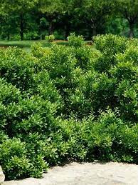 Myrica Pensylvanica Bayberry From Bluestone Next To Road Organic Gardening Magazine Shrubs Hardy Plants