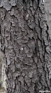 Image result for Prunus serotina