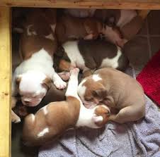 Browse lancaster puppies for english bulldog breeders. English Bulldog Puppy Dog For Sale In Metairie Louisiana