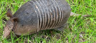How do i keep armadillos off the yard? How To Get Rid Of Armadillos Abc Blog