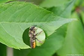 Apprenez A Reconnaitre Les Abeilles Sauvages Abeilles Sauvages Abeille Sauvage