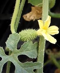 Image result for Cucumis engleri