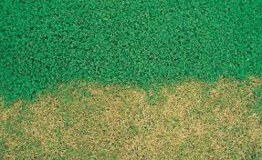 Microclover Klee Statt Rasen Rasen Garten Ziergarten