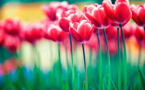 El amante de toni, dr julian winston, un dentista soltero y mujeriego, había dicho a toni que tenía esposa y tres hijos, para romper la el título de la película es sobre un cactus que la señorita dickinson mantiene sobre su escritorio en la consulta del dentista. Plantas Arboles Y Flores Vocabulario Guia Estudio 2020