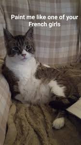paint me like one of your french girls plato french girls beautiful cats pictures cat pics