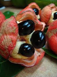 Image result for Blighia