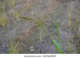 Image result for Echinochloa crus-pavonis