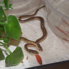 The Seven Rules Of Raising Baby Garter Snakes Gartersnake Info