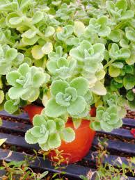 Image result for Coleus hadiensis