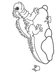 Here's a set of printable alphabet letters coloring pages for you to download and color. Free Iguana Coloring Pages Download And Print Iguana Coloring Pages