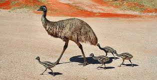 Emu With Chicks Emu With Chicks Australian Pinterest Australian Native Birds Australian Wildlife Australian Animals