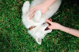 Why Does My Dog Bite My Hands And Arms