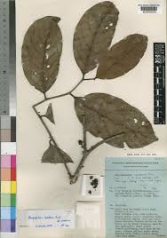 Image result for Rhaptopetalum