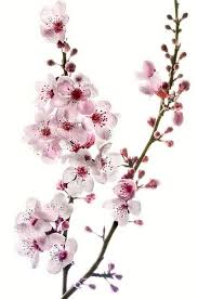 Cherry Branch On White C Harold Davis Harold Davis Flickr Blossom Tree Tattoo Cherry Blossom Art Cherry Blossom Drawing