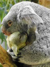 Koala Bear Hugs Photographer Paula Longshore Koala Cute Animals Animals Beautiful