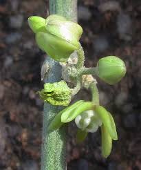 Image result for Cynanchum viminale