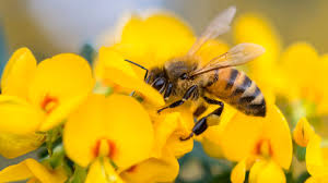 Like european honey bees, africanized honey bees can become aggravated by loud noises and vibrations and can be provoked by certain smells. What Flowers Do Honey Bees Like Uk