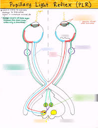 Image result for Optical Reflex